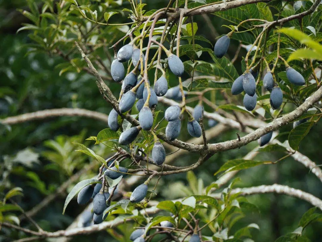 正是增城乌榄飘香时！一起去打榄、吃榄、看榄雕......