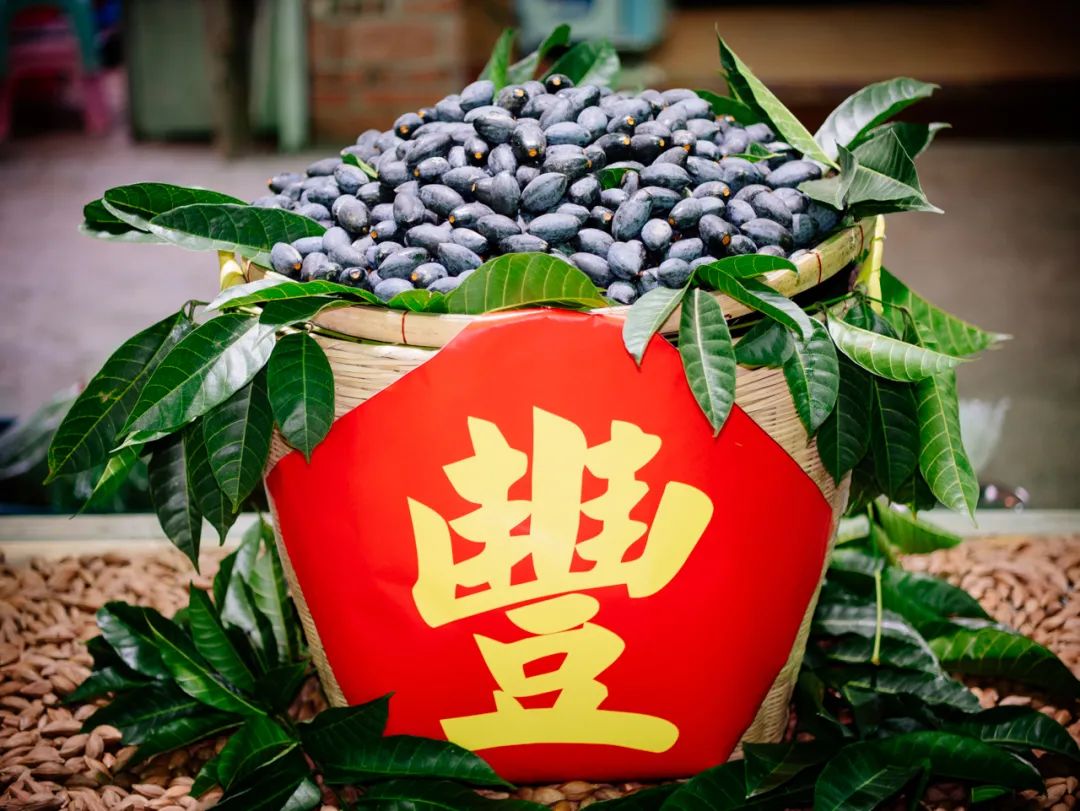 正是增城乌榄飘香时！一起去打榄、吃榄、看榄雕......