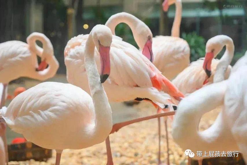 珠海长隆带小孩住哪个酒店比较好,长隆各个酒店区别