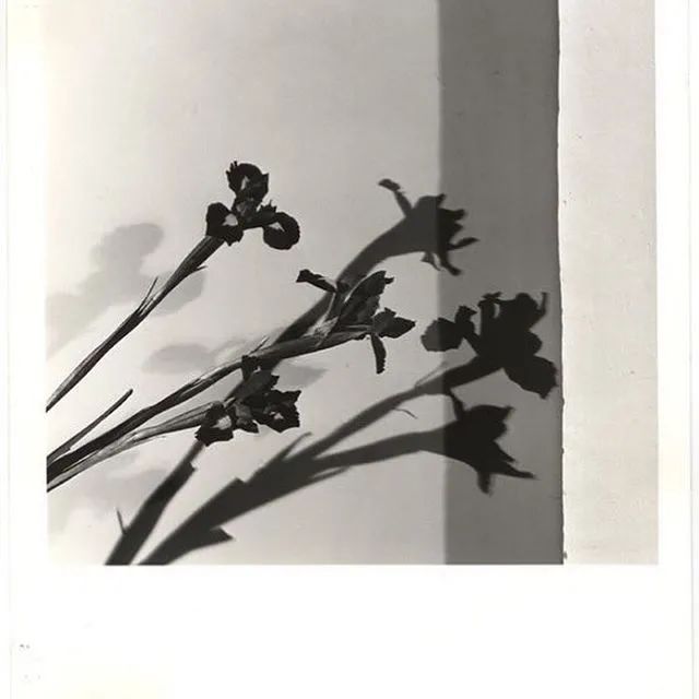 timeless上衣,timeless赫本风连衣裙