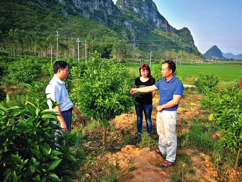 扶贫故事︱“我要做打碎贫困篱笆的人”——记马山县永州镇亲爱村致富带头人韦世君