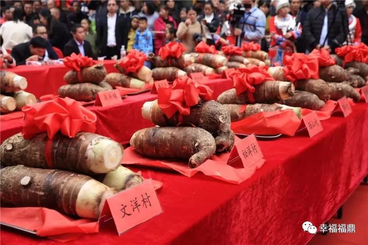 福鼎槟榔芋盛宴即将上线！招商+订餐热线，详情请戳→