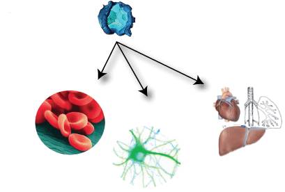 聚焦行业治理,细胞治疗产业相关产业政策