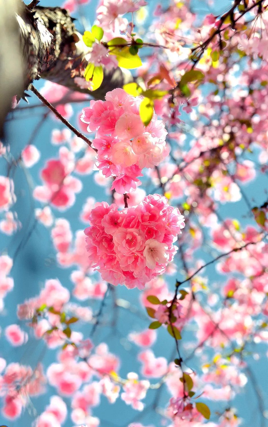 昆明春城秀图片,昆明正宗春城秀