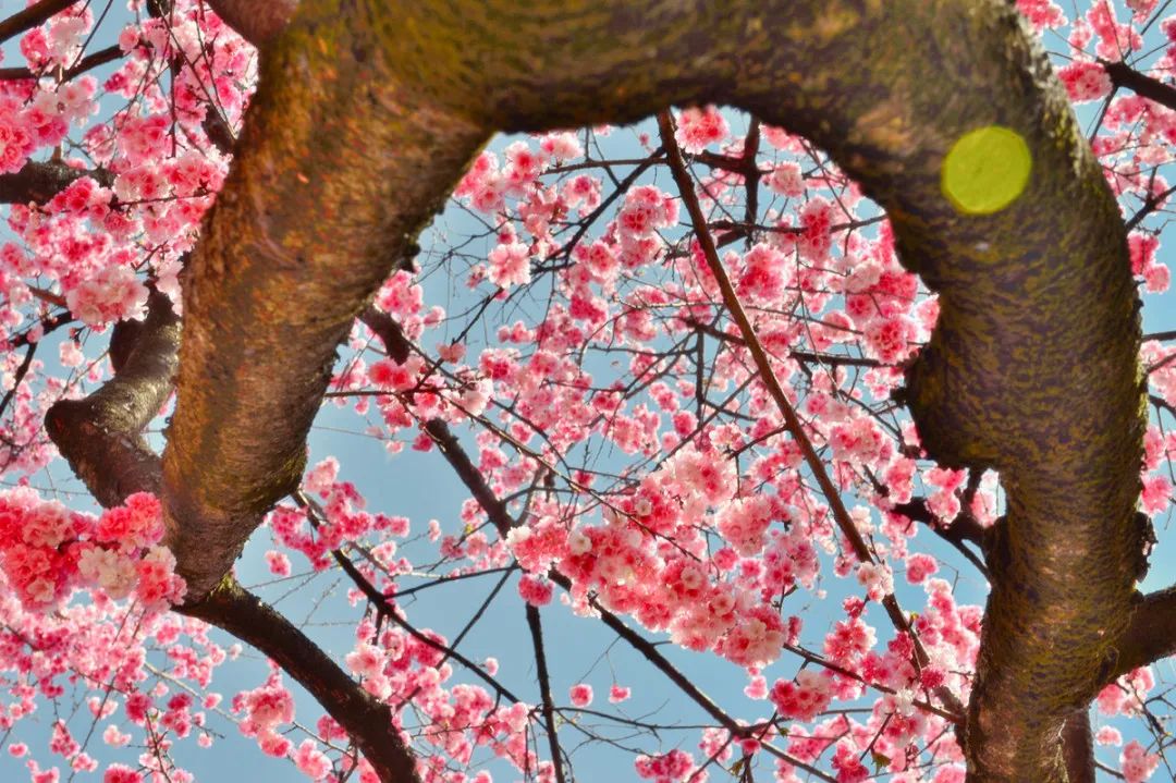 昆明春城秀图片,昆明正宗春城秀