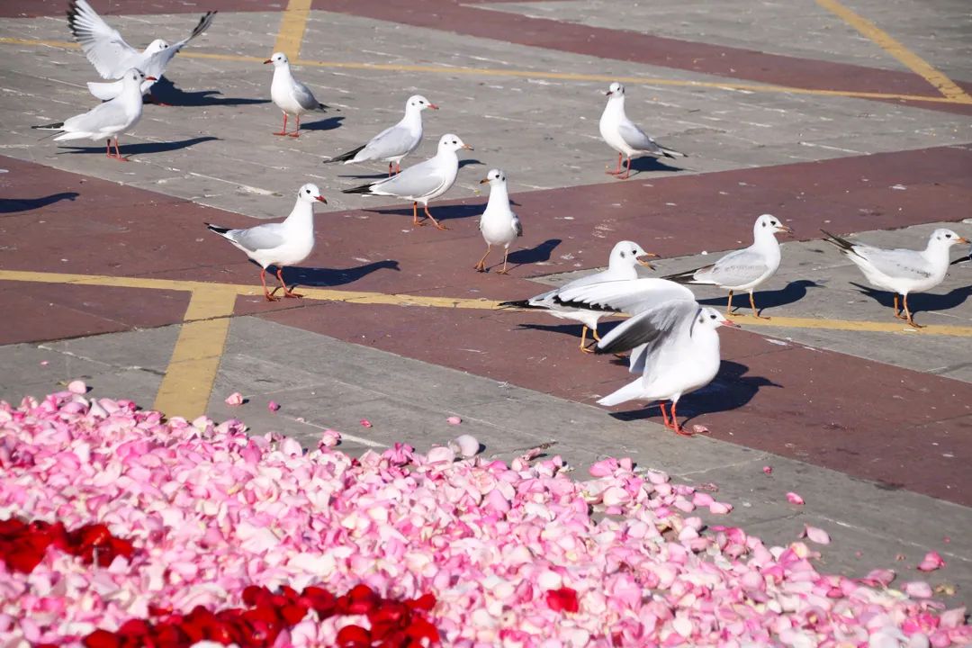 昆明春城秀图片,昆明正宗春城秀