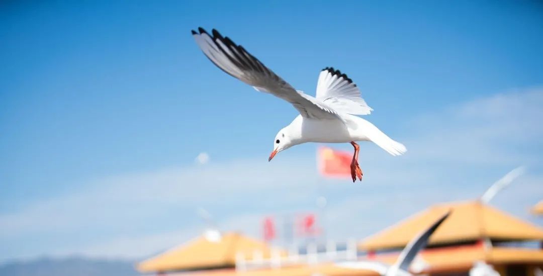 昆明春城秀图片,昆明正宗春城秀