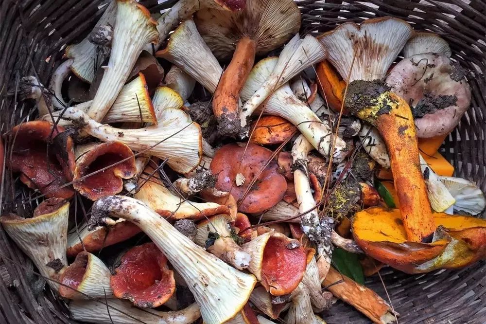 昆明春城秀图片,昆明正宗春城秀