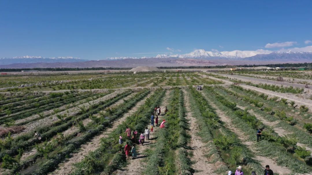 *疆新**贫困群众喜端“新饭碗”家家有门路人人有事干月月有收入