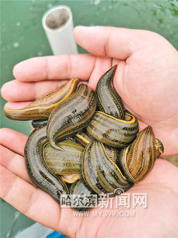 不吸血的蚂蝗怎么养,不吸血的蚂蟥养殖