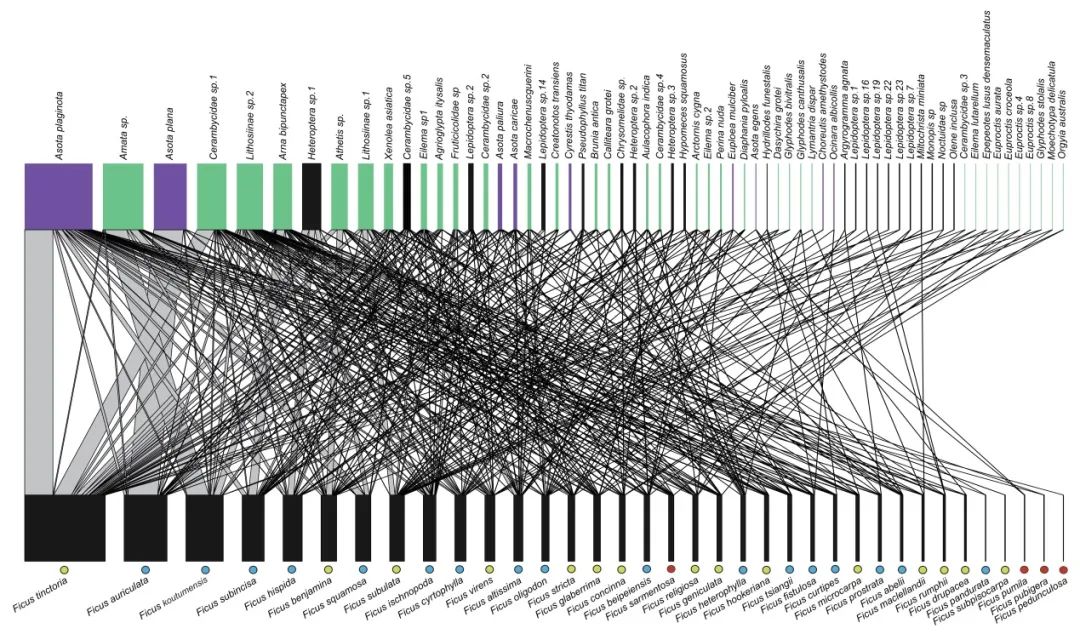 无花果抗虫,无花果的抗癌效果怎样