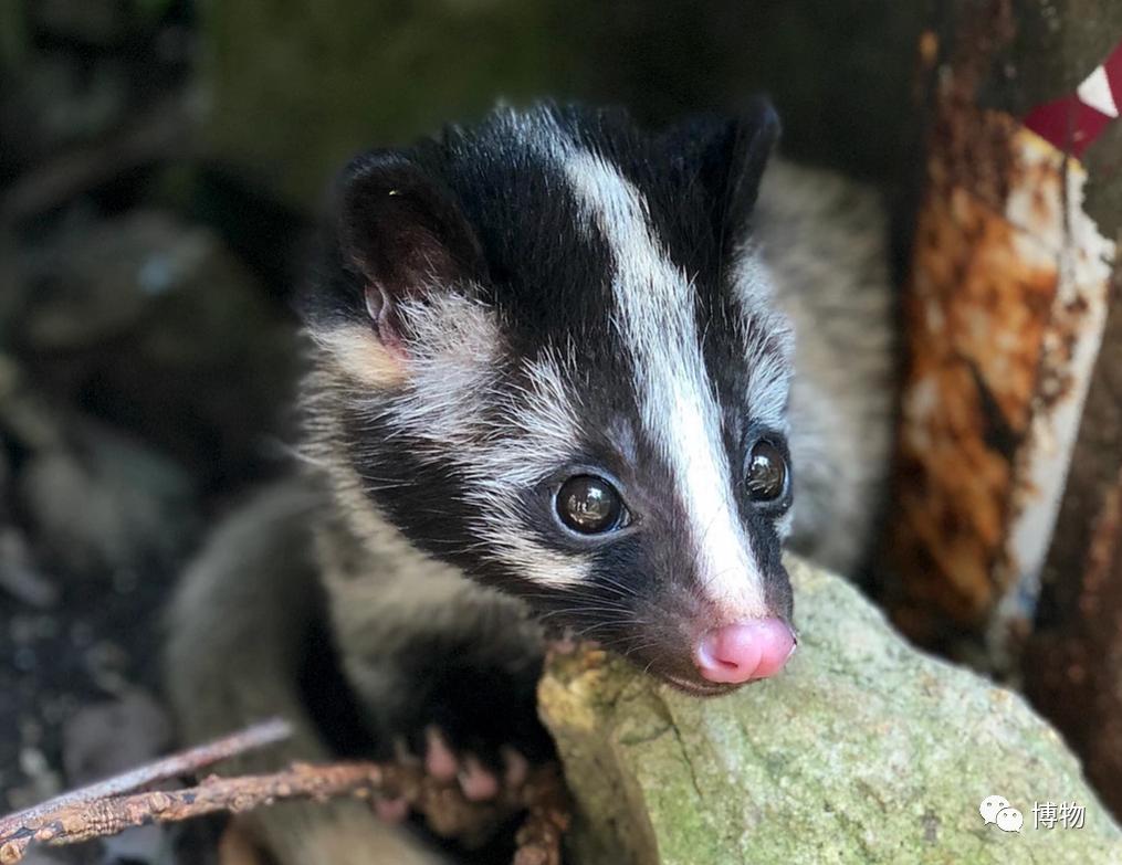 2003年非典是因为果子狸吗,非典与果子狸有关吗