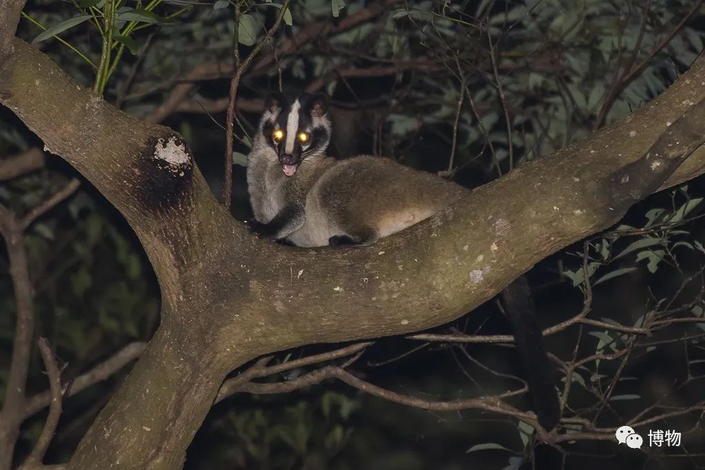 2003年非典是因为果子狸吗,非典与果子狸有关吗