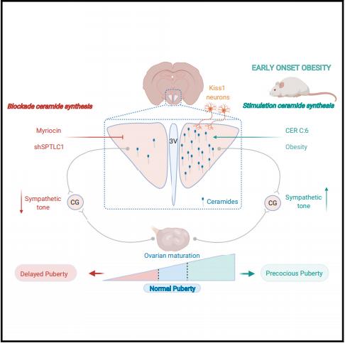 《细胞》子刊：肥胖导致性早熟的原因找到了！科学家发现，肥胖会增加大脑中神经酰胺水平，调控交感神经刺激卵巢，导致性早熟丨科学大发现
