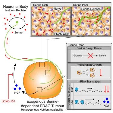 cell癌细胞,cell癌症