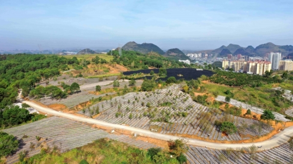 黔菌贞丰牛肝菌,黔菌