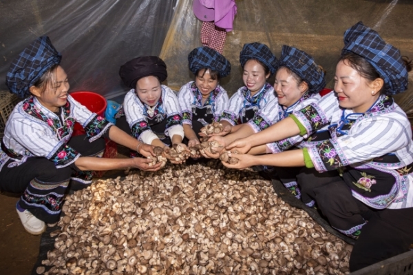 黔菌贞丰牛肝菌,黔菌