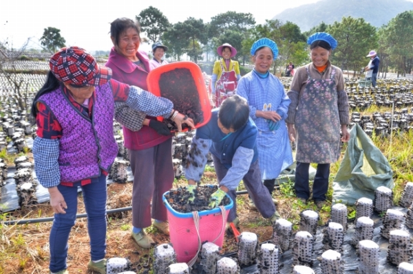 黔菌贞丰牛肝菌,黔菌