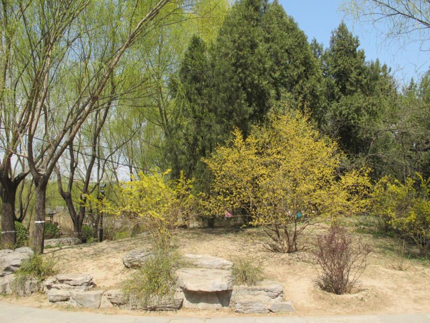 园林科普,园林树木科普