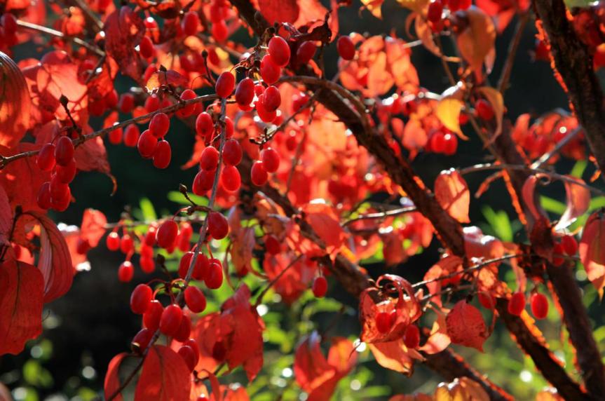 园林科普,园林树木科普