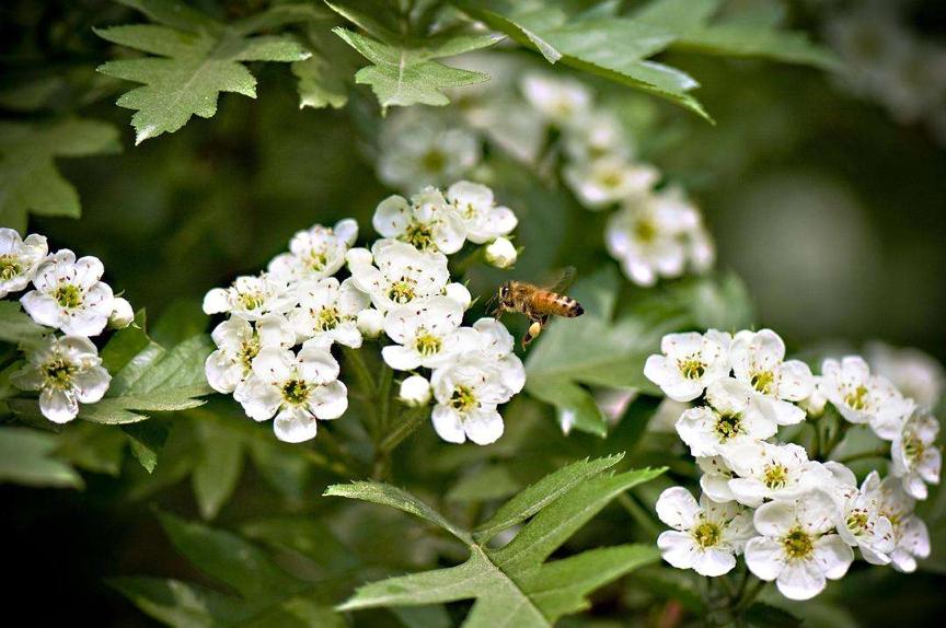 园林科普,园林树木科普