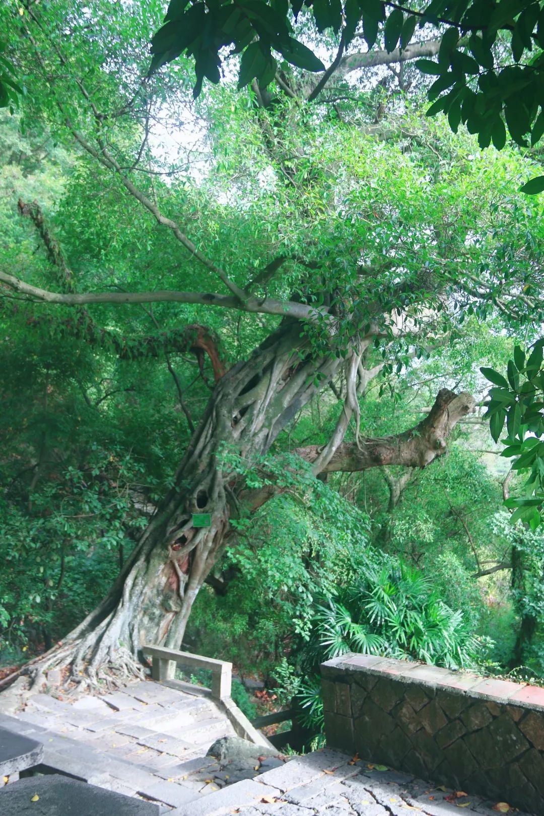 清源山老子传说,泉州老君岩的传说