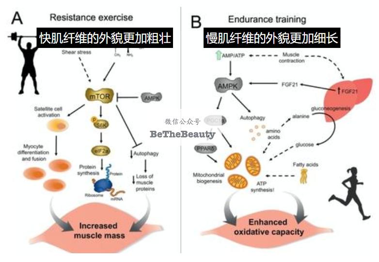 腿粗暗沉粗糙？为什么教程也救不了你的颜值bug？