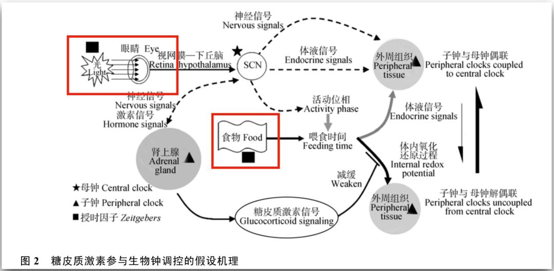 腿粗暗沉粗糙？为什么教程也救不了你的颜值bug？