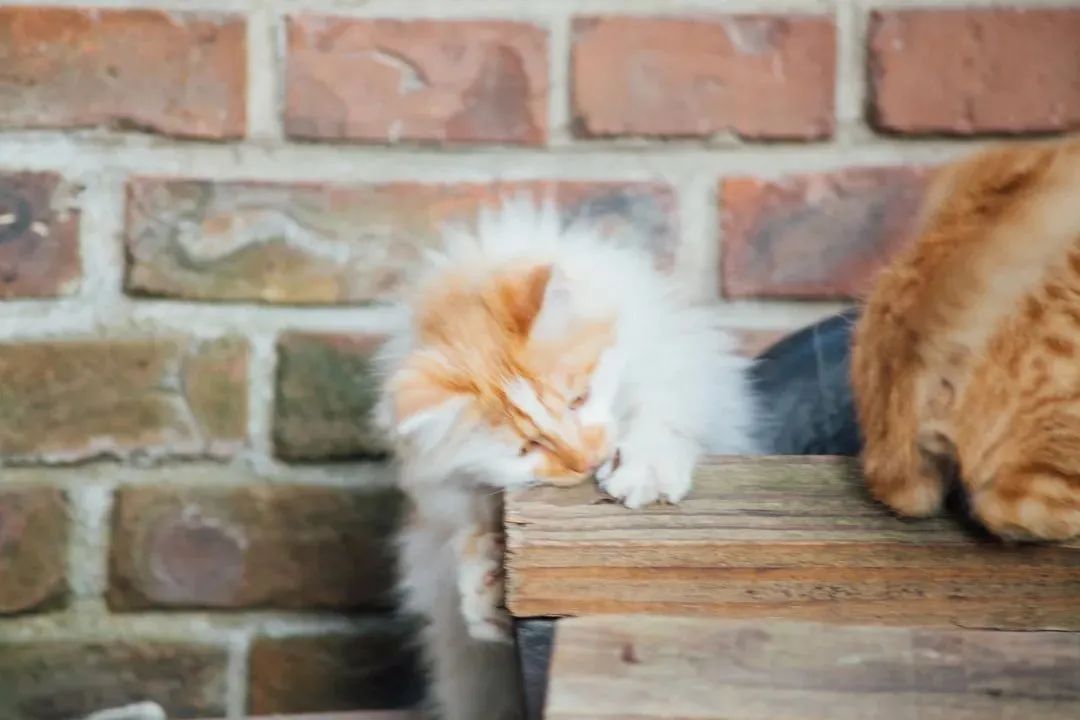 “天猫”来了？天大的猫猫们有自己的表情包啦！点击*载下**