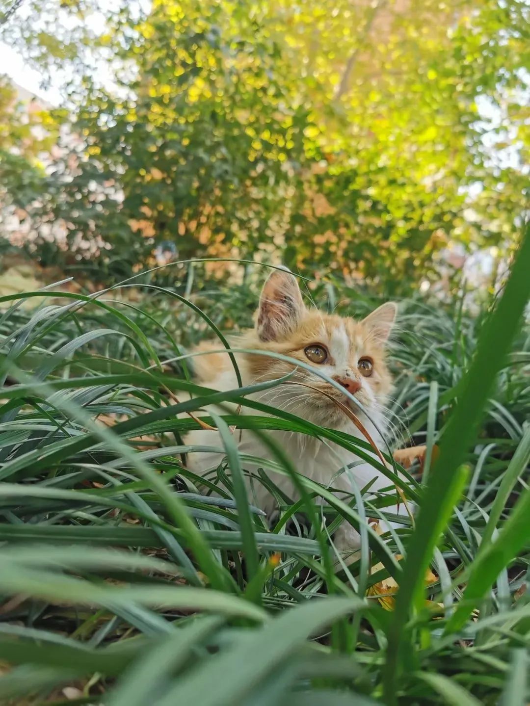 “天猫”来了？天大的猫猫们有自己的表情包啦！点击*载下**