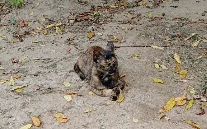 “天猫”来了？天大的猫猫们有自己的表情包啦！点击*载下**