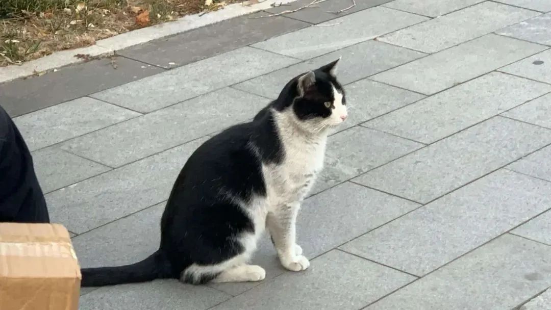 “天猫”来了？天大的猫猫们有自己的表情包啦！点击*载下**