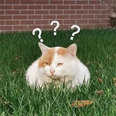 “天猫”来了？天大的猫猫们有自己的表情包啦！点击*载下**