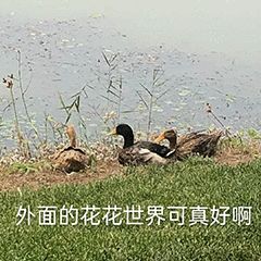 “天猫”来了？天大的猫猫们有自己的表情包啦！点击*载下**