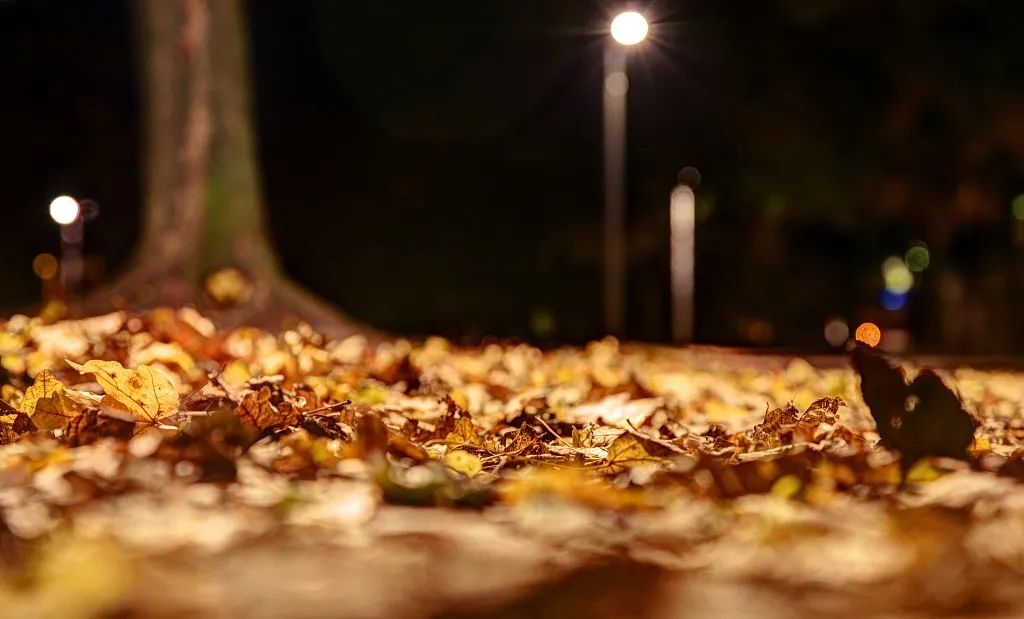 迟子建黑夜的柔情阅读理解,迟子建寒夜生花原文