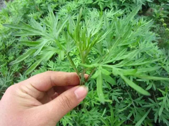 再也不用穿秋裤了！10秒让腿部恒温37度，袪湿又保暖，简直是老寒腿、关节炎的“救星”