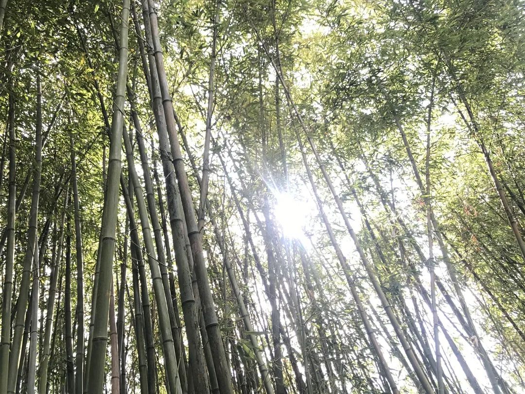 百里杜鹃民宿推荐,贵州百里杜鹃附近民宿