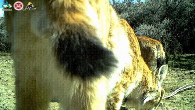 猞猁和雪兔,雪兔和猞猁