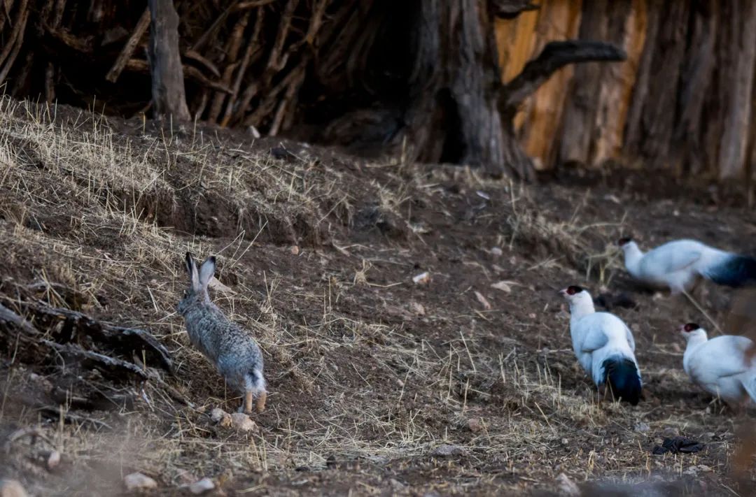 猞猁和雪兔,雪兔和猞猁