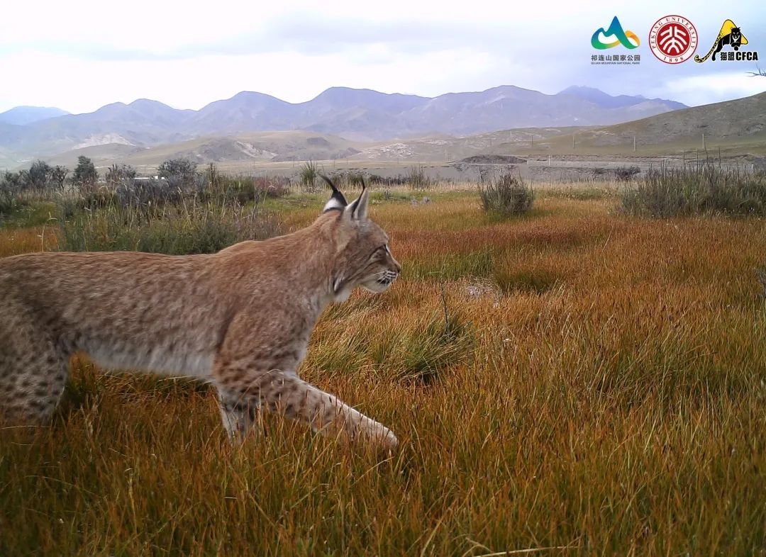 猞猁和雪兔,雪兔和猞猁