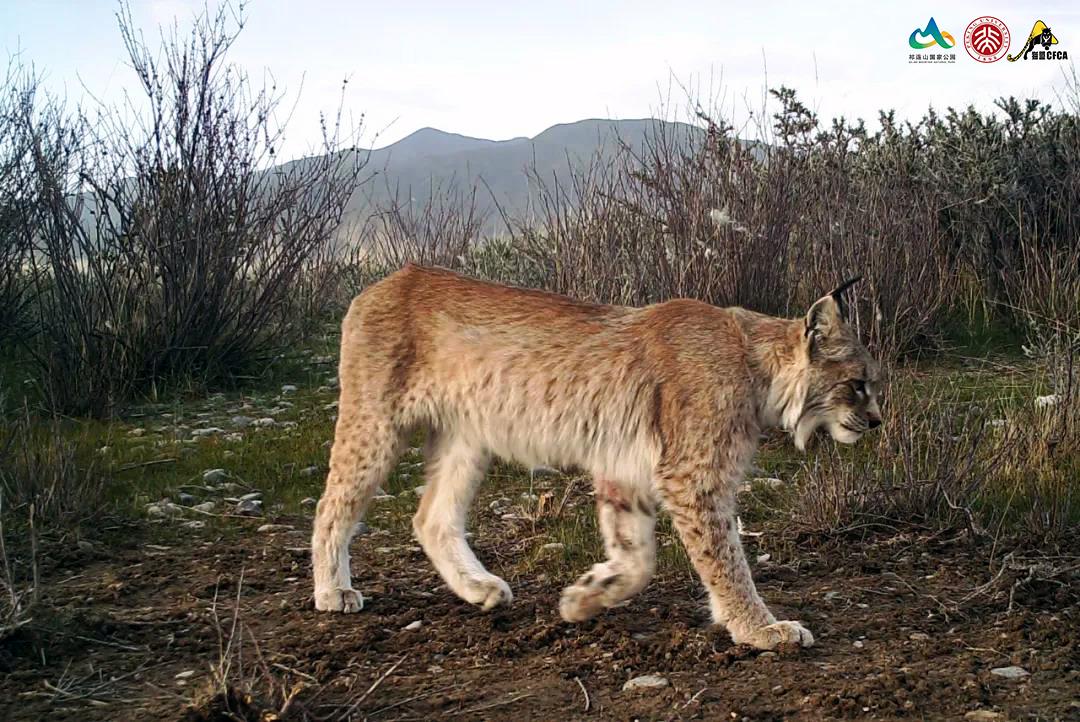 猞猁和雪兔,雪兔和猞猁