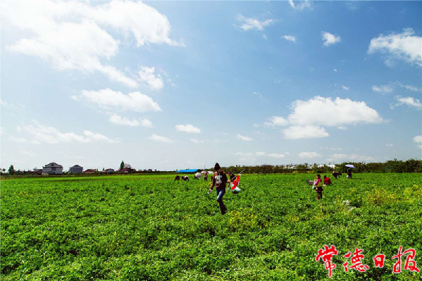 西湖管理区牧业小镇获央视推介,西湖牧业小镇