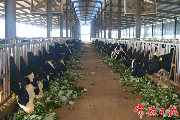 西湖管理区牧业小镇获央视推介,西湖牧业小镇