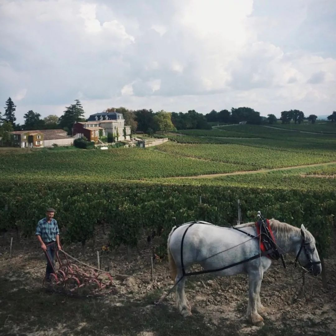 养十几只狗狗博主,网红养小土狗日常