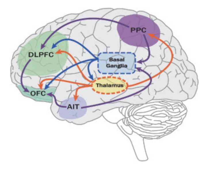 一孕傻三年这个说法存在吗,一孕傻三年是真的