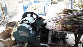 甘蔗废料利用,甘蔗废料可以直接做肥料