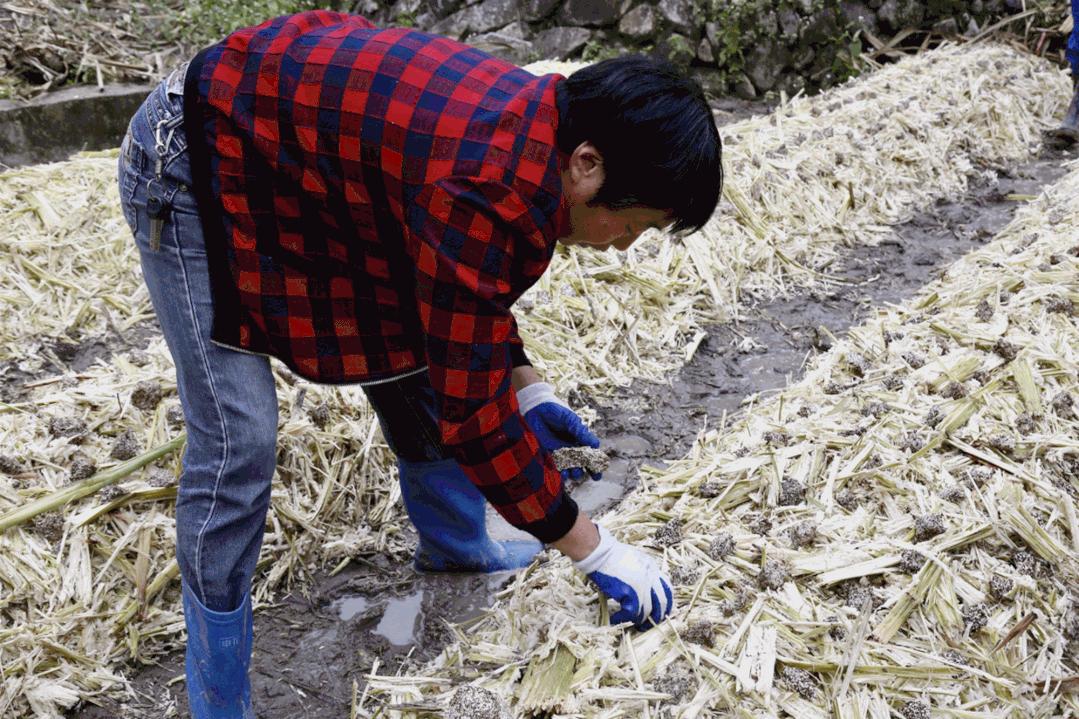 甘蔗废料利用,甘蔗废料可以直接做肥料