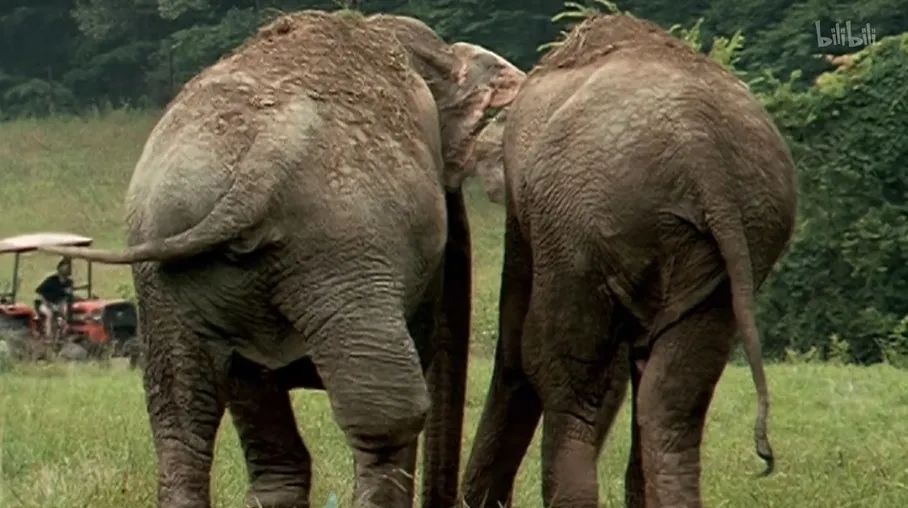 猫的咕噜声能缓解紧张吗,猫的咕噜噜声能够帮助长高吗