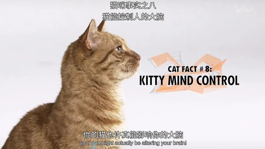 猫的咕噜声能缓解紧张吗,猫的咕噜噜声能够帮助长高吗