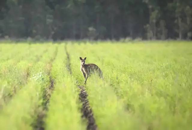 口臭吃了不会口臭的硬糖,口臭吃了糖就不臭了是什么原因